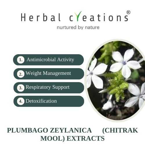 Herbal Creations is a Plumbago zeylanica Extract supplier & Manufacturer